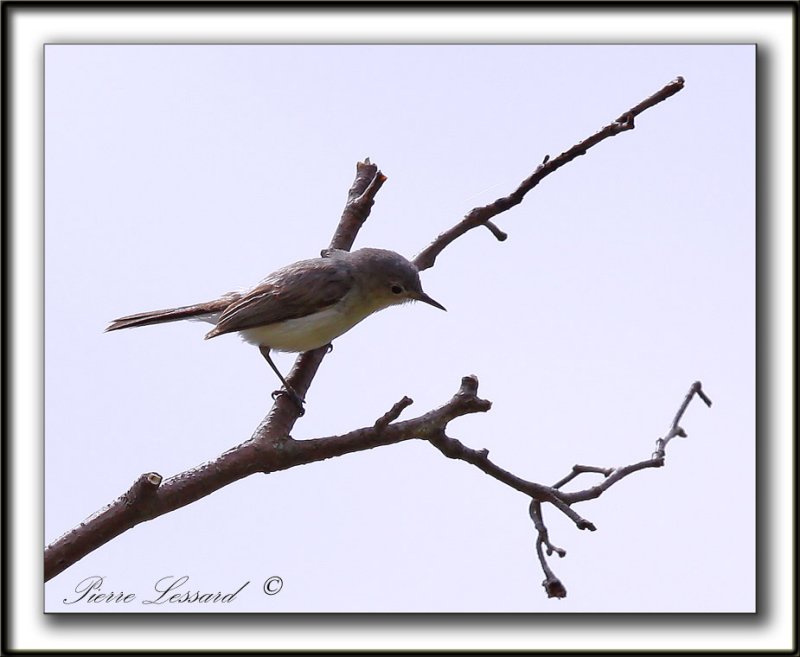 GOBEMOUCHERON GRIS BLEU    /     BLUE-GRAY GNATCATCHER    _MG_6611 a