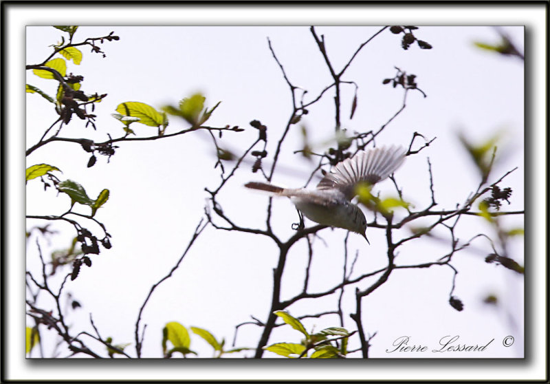 GOBEMOUCHERON GRIS BLEU    /     BLUE-GRAY GNATCATCHER    _MG_6642 a