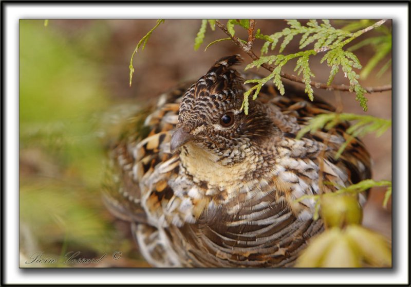 GLINOTTE HUPPE,  ( Perdrix )   /    RUFFED GROUSE    _MG_4873 a