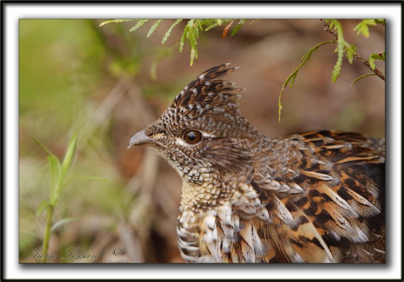 GLINOTTE HUPPE,  ( Perdrix )   /    RUFFED GROUSE    _MG_4881 a