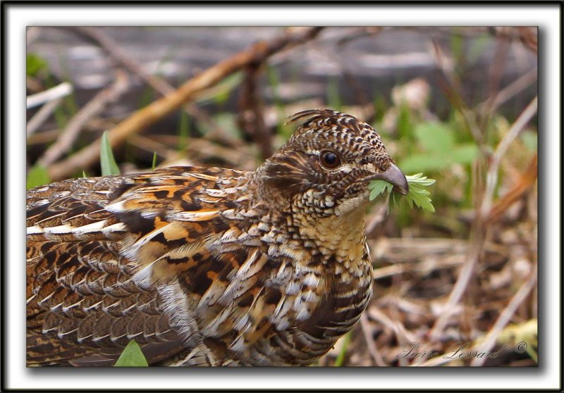 GLINOTTE HUPPE,  ( Perdrix )   /    RUFFED GROUSE    _MG_4990 a