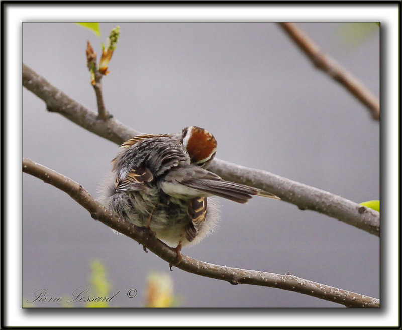 BRUANT FAMILIER  /  CHIPPING SPARROW   _MG_5278 a