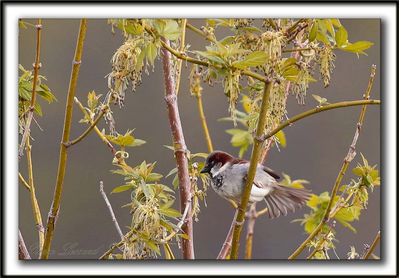 MOINEAU DOMESTIQUE, mle   /   HOUSE SPARROW, male     _MG_5214 a