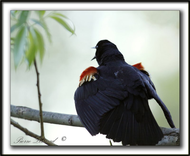 CAROUGE  PAULETTES, mle  /  RED-WINGED BLACKBIRD, male   -  Domaine Maizeret     _MG_6935 a.jpg