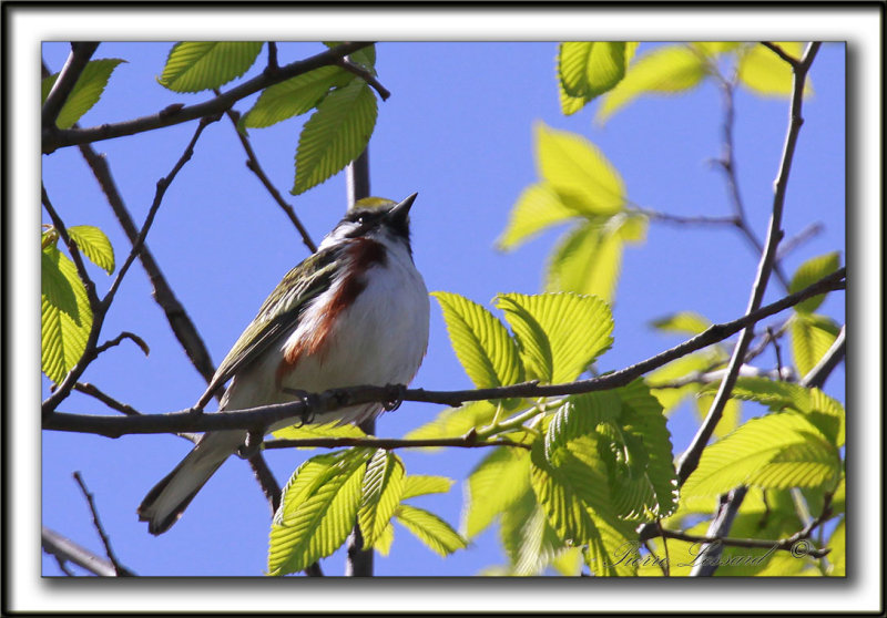 PARULINE  FLANCS MARRON /  CHESTNUT-SIDED WARBLER     _MG_9251 a