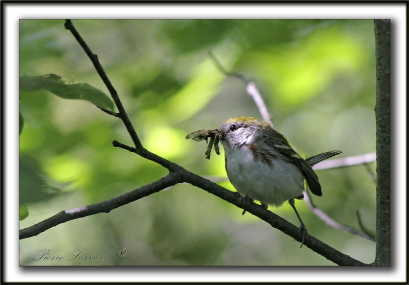 PARULINE  FLANCS MARRON /  CHESTNUT-SIDED WARBLER     S t-tienne2-24-06-2006 060