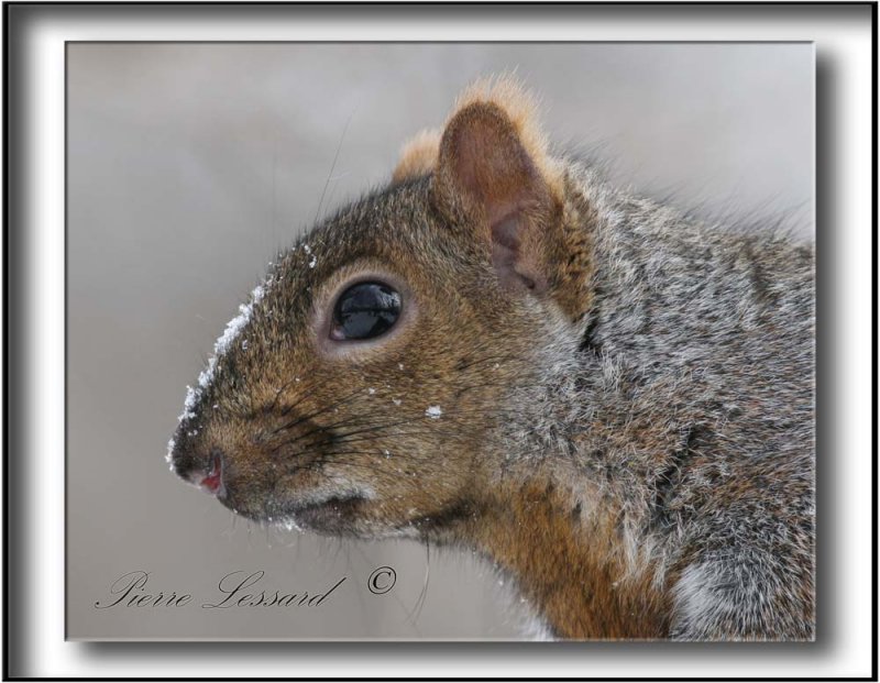  CUREUIL GRIS  /  GRAY SQUIRREL    _MG_2362