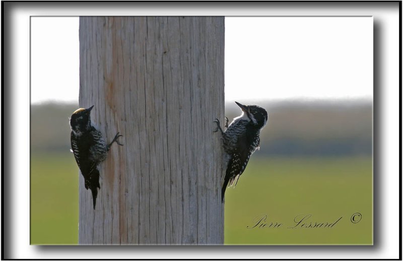 _MG_1547a.jpg  -  PIC   DOS RAY  jeune mle et femelle / STRIPE-BACKED WOODPECKER male and female immature