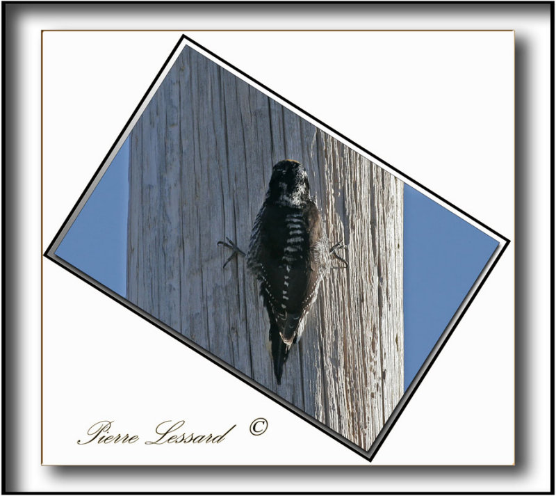 _MG_1564.jpg  -  PIC   DOS RAY jeune mle / STRIPE-BACKED WOODPECKER male immature