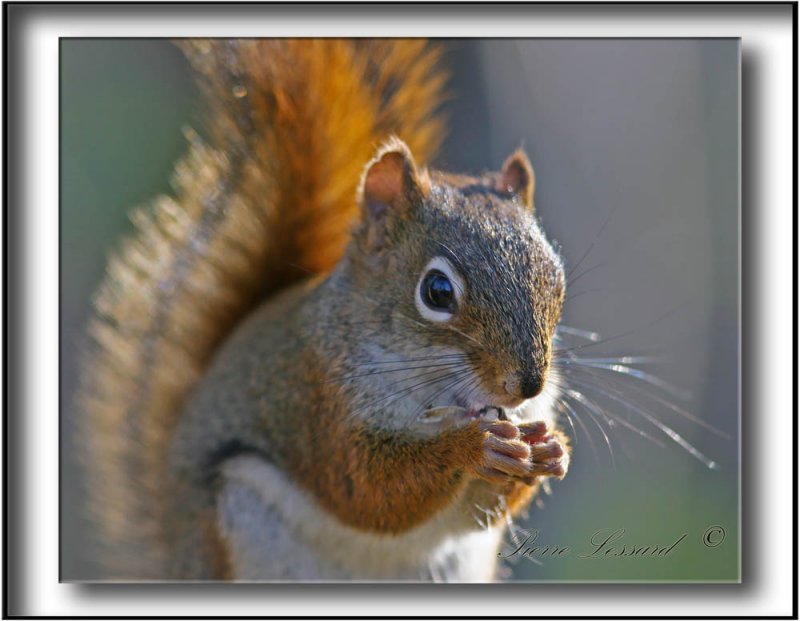 CUREUIL ROUX   /  REDDISH SQUIRREL    IMG_8036