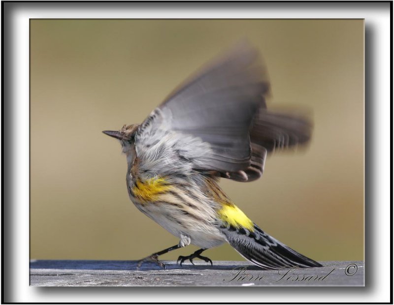 PARULINE  CROUPION JAUNE / YELLOW-RUMPED WARBLER    _MG_1611a