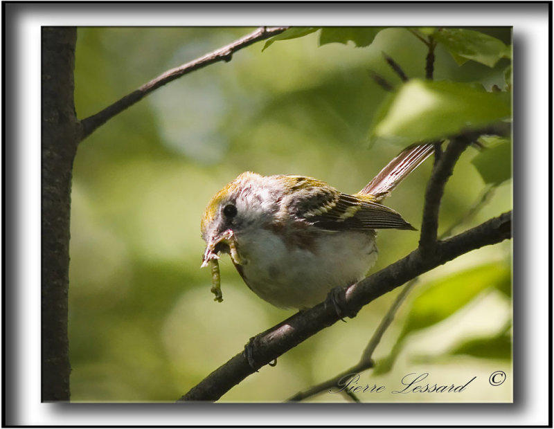 PARULINE  FLANCS MARRON /  CHESTNUT-SIDED WARBLER     -  St-tienne 062c