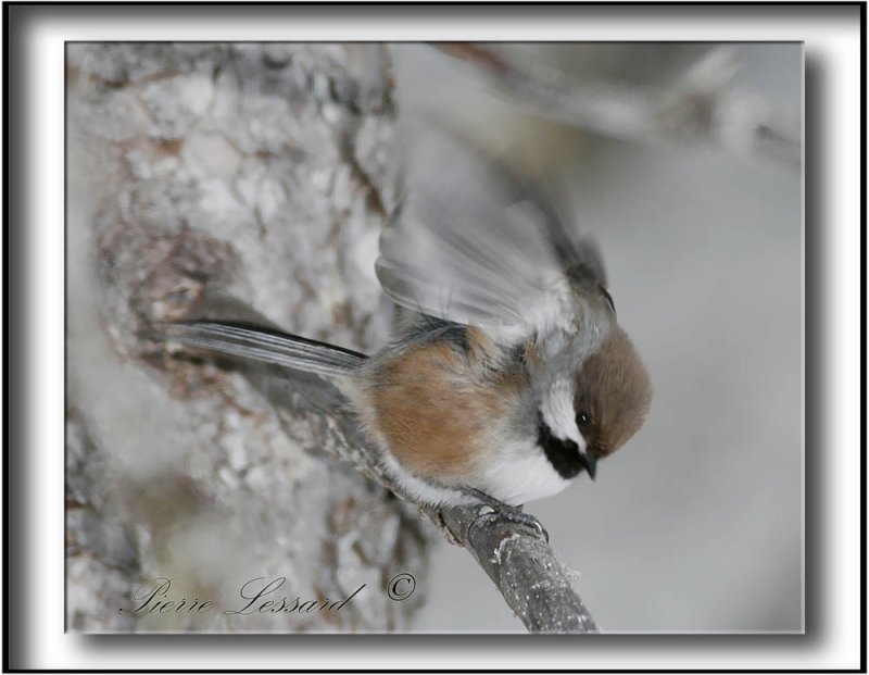 _MG_3568a .jpg  -  MSANGE  TTE BRUNE -   BROWN -CAPPED CHICKADEE