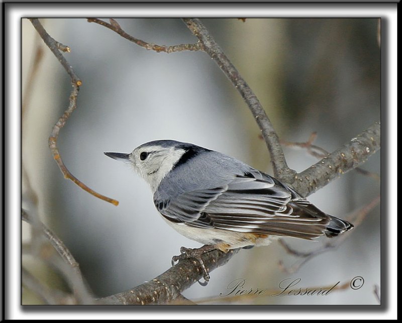 _MG_4449c .jpg  -   SITTELLE  POITRINE BLANCHE  /  WHITE-BREASTED NUTHATCH