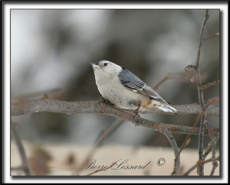 _MG_4456b  -   SITTELLE  POITRINE BLANCHE  /  WHITE-BREASTED NUTHATCH