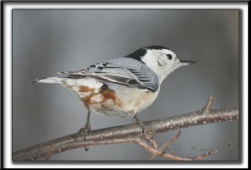 _MG_4528b.jpg  -  SITTELLE  POITRINE BLANCHE  /  WHITE-BREASTED NUTHATCH