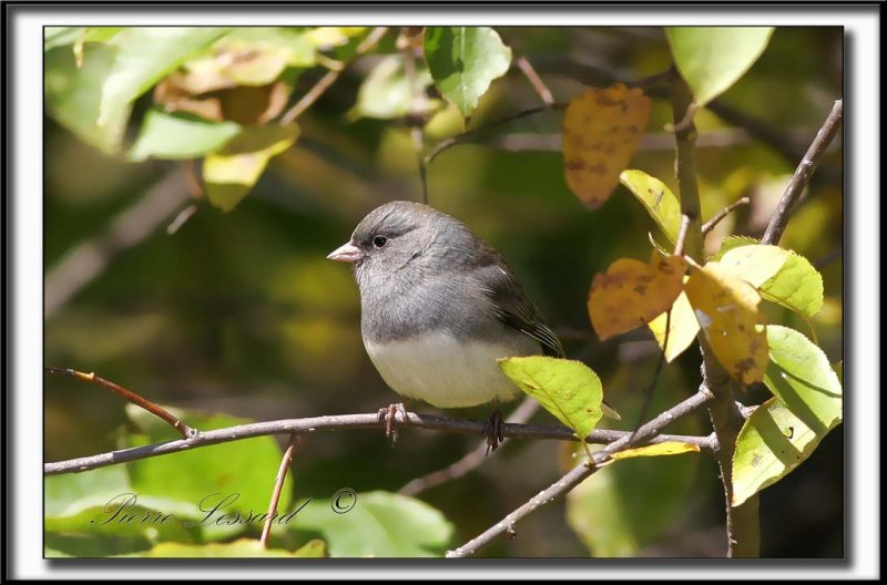 _MG_1668a .jpg  -  JUNCO ARDOIS  /  DARK-EYED JUNCO