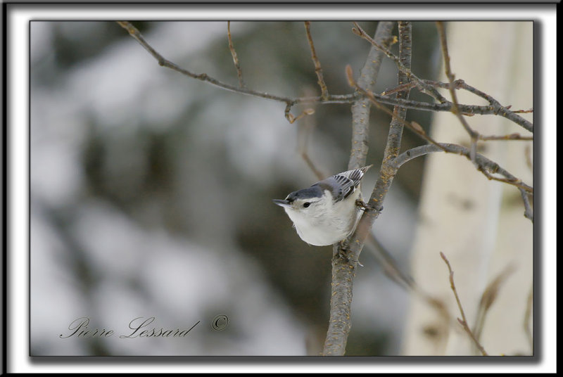 _MG_4455c.jpg  -  SITTELLE  POITRINE BLANCHE  /  WHITE-BREASTED NUTHATCH