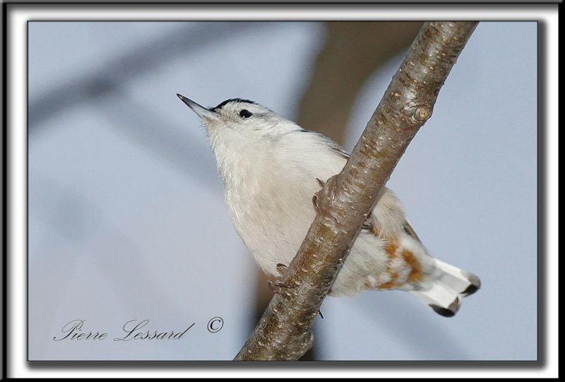 _MG_4490b .jpg  -  SITTELLE  POITRINE BLANCHE  /  WHITE-BREASTED NUTHATCH