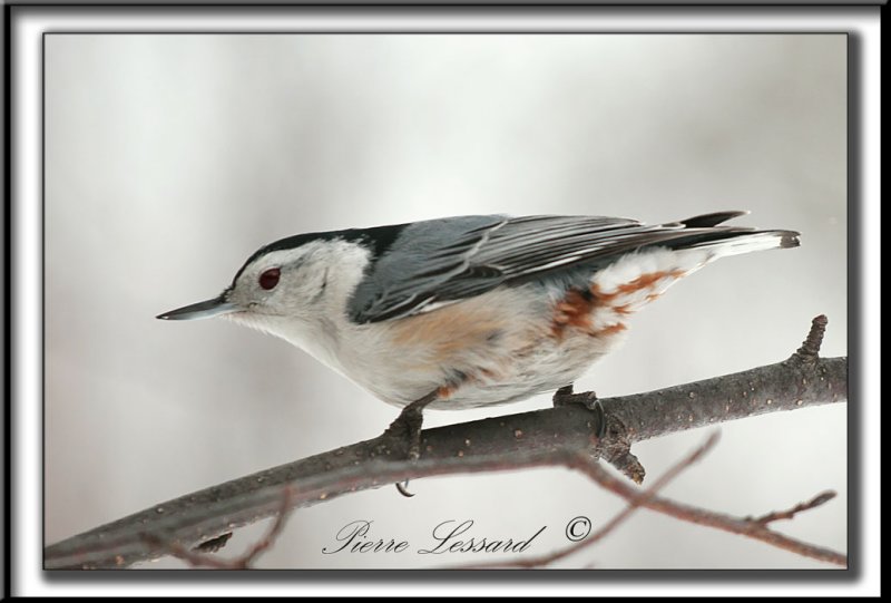 _MG_4531b.jpg  -  SITTELLE  POITRINE BLANCHE  /  WHITE-BREASTED NUTHATCH