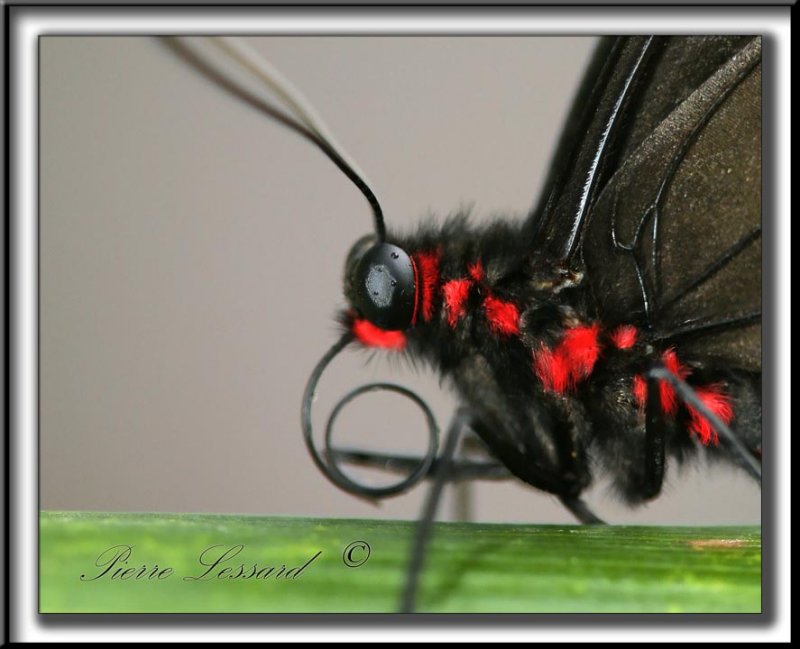 _MG_0017 -   PAPILIO ULYSSES  /  AUSTRALIE   -  NOUVELLE-GUINE