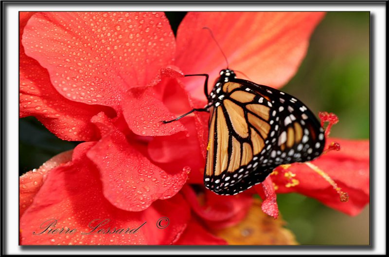 _MG_9756c .jpg  -   MONARQUE -  MONARCH   -  DANAUS PLEXIPPUS