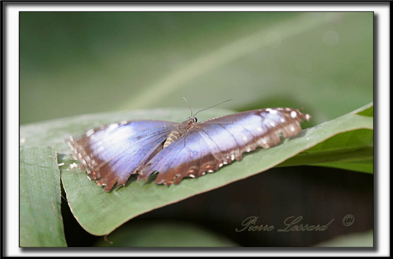 _MG_9716a .jpg  -  MORPHO PELEIDES  /  Costa Rica