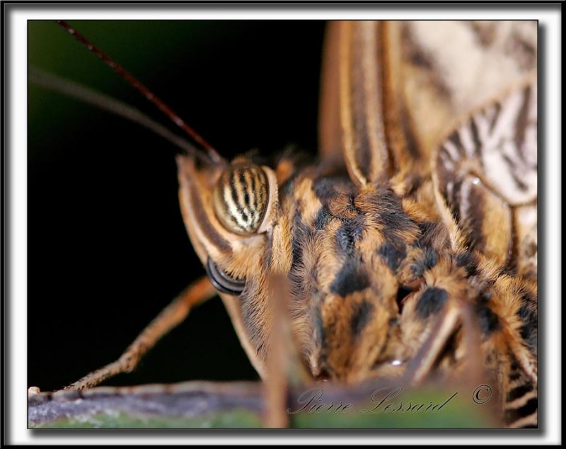 _MG_9445b crop .jpg  --  IT LOOKS A LIKE A SPIDER   /   RESSEMBLE  UNE ARAIGNE  -  CALIGO MEMNON  /  COSTA RICA