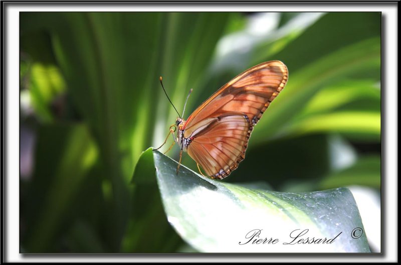 _MG_9554c .jpg -  DRYAS JULIA    -    Amrique du Sud  /   South America