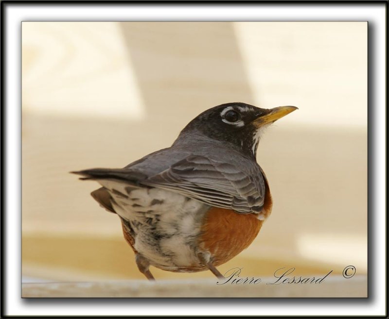 _MG_0451aa   -   MERLE DAMRIQUE - AMERICAN ROBIN