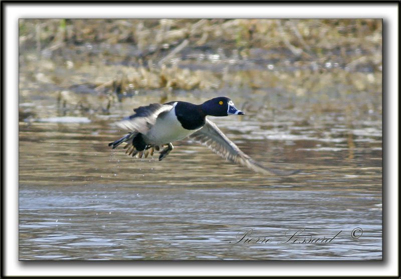 _MG_0685aa    -  FULIGULE  COLLIER  /  RING-NECKED DUCK