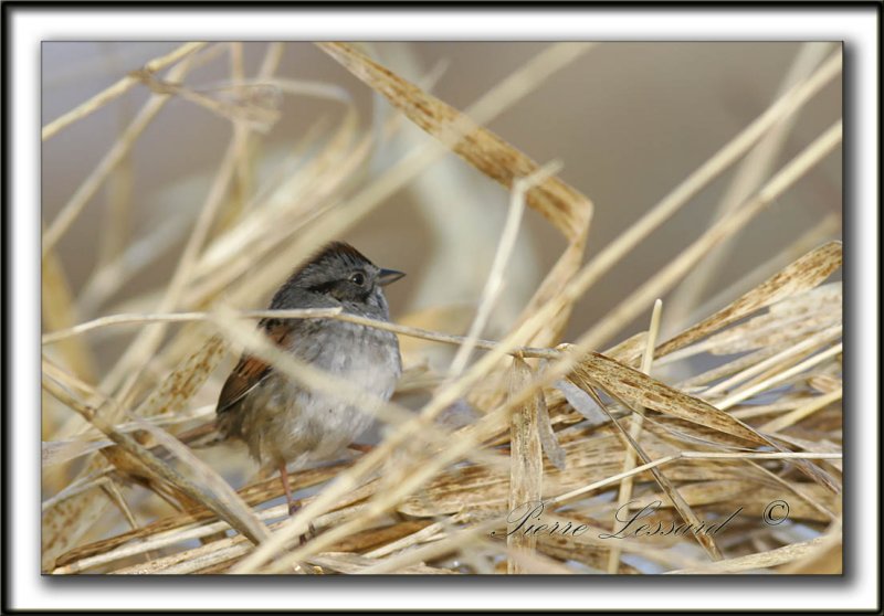BRUANT DES MARAIS  /  SWAMP SPARROW     _MG_0533a