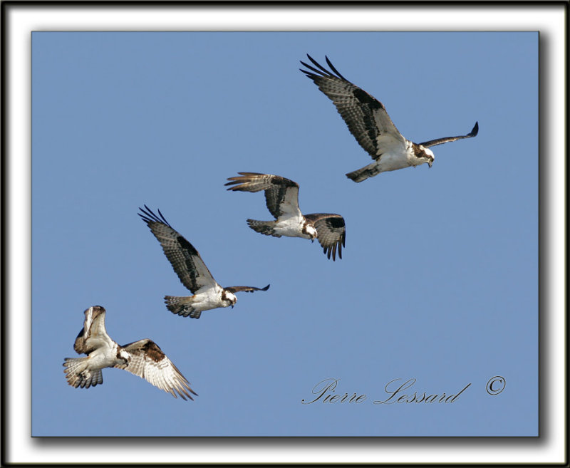 _MG_0203a   -  BALBUZARD PCHEUR  /  OSPREY  /  mosaic