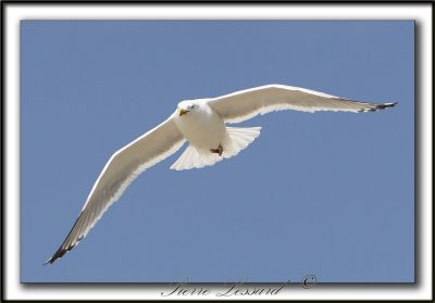 GOLAND ARGENT  /  HERRING GULL    _MG_6850a