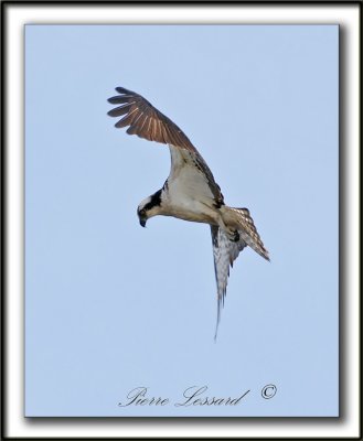 BALBUZARD  PCHEUR  /  OSPREY    _MG_8579a