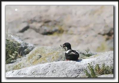 GUILLEMOT  MIROIR   Sept-Iles /  BLACK GUILLEMOT     _MG_8005a