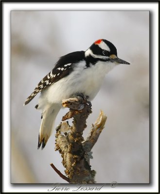 Pics bois - Woodpecker
