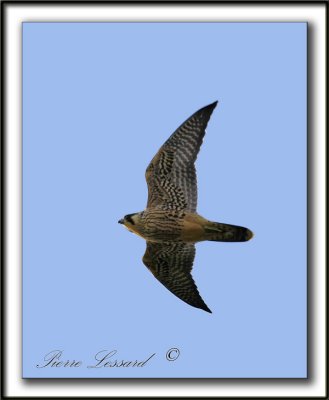 FAUCON PLERIN  /  PEREGRINE FALCON   _MG_0371aa