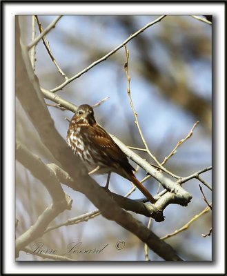  BRUANT FAUVE  /  FOX SPARROW  _MG_0006aa