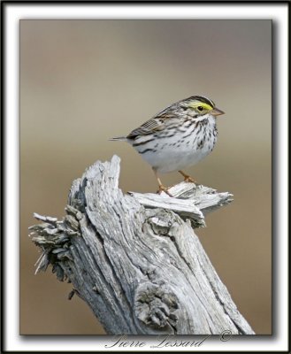 BRUANT DES PRS / SAVANNAH SPARROW    _MG_9859b