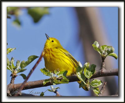  PARULINE JAUNE / YELLOW WARBLER    _MG_2876a