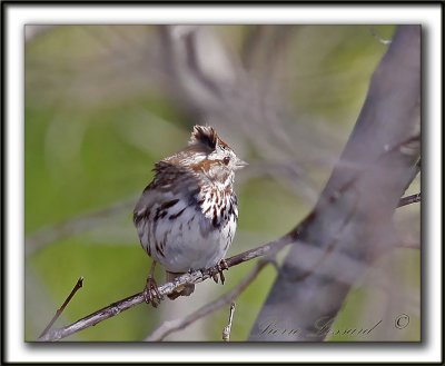 BRUANT CHANTEUR / SONG SPARROW   -  LES CHEVEUX DANS LE VENT /  WIND IN THE HAIR    _MG_2930a