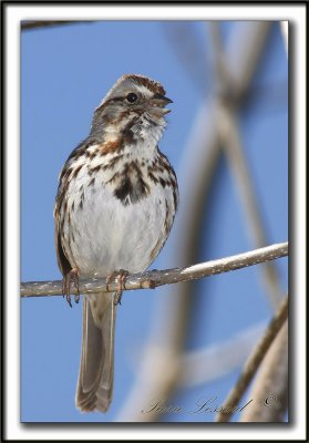 BRUANT CHANTEUR / SONG SPARROW    _MG_4261a