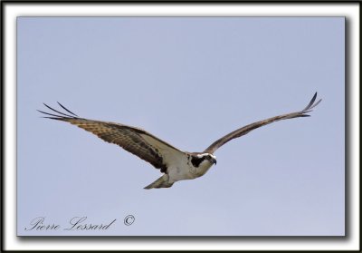 BALBUZARD  PCHEUR  /  OSPREY    _MG_2397a