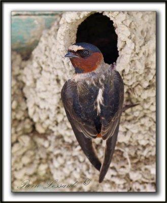 HIRONDELLE  FRONT BLANC  /   CLIFF SWALLOW   _MG_4643a