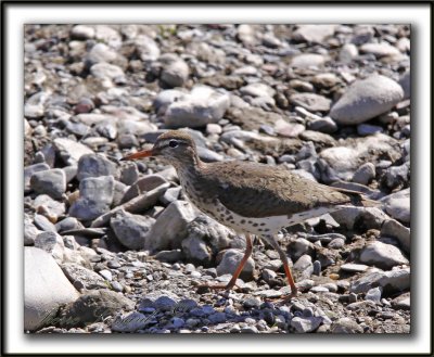 CHEVALIER GRIVEL   /   SPOTTED SANDPIPER     _MG_4161a
