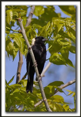 GOGLU DES PRS, mle   /   BOBOLINK, male    _MG_3787b