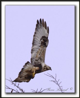 BUSE PATTUE, forme ple  /   ROUGH-LEGGED HAWK, light phase   _MG_6098 aa