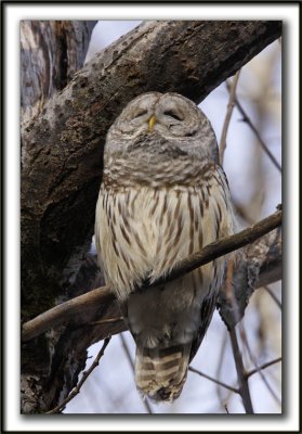 CHOUETTE RAYE   /   BARRED OWL    _MG_6467 aa