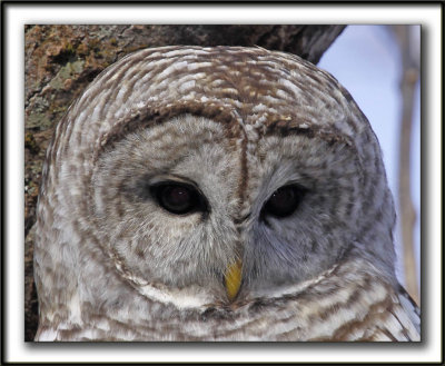 CHOUETTE RAYE   /   BARRED OWL    _MG_6488 aa